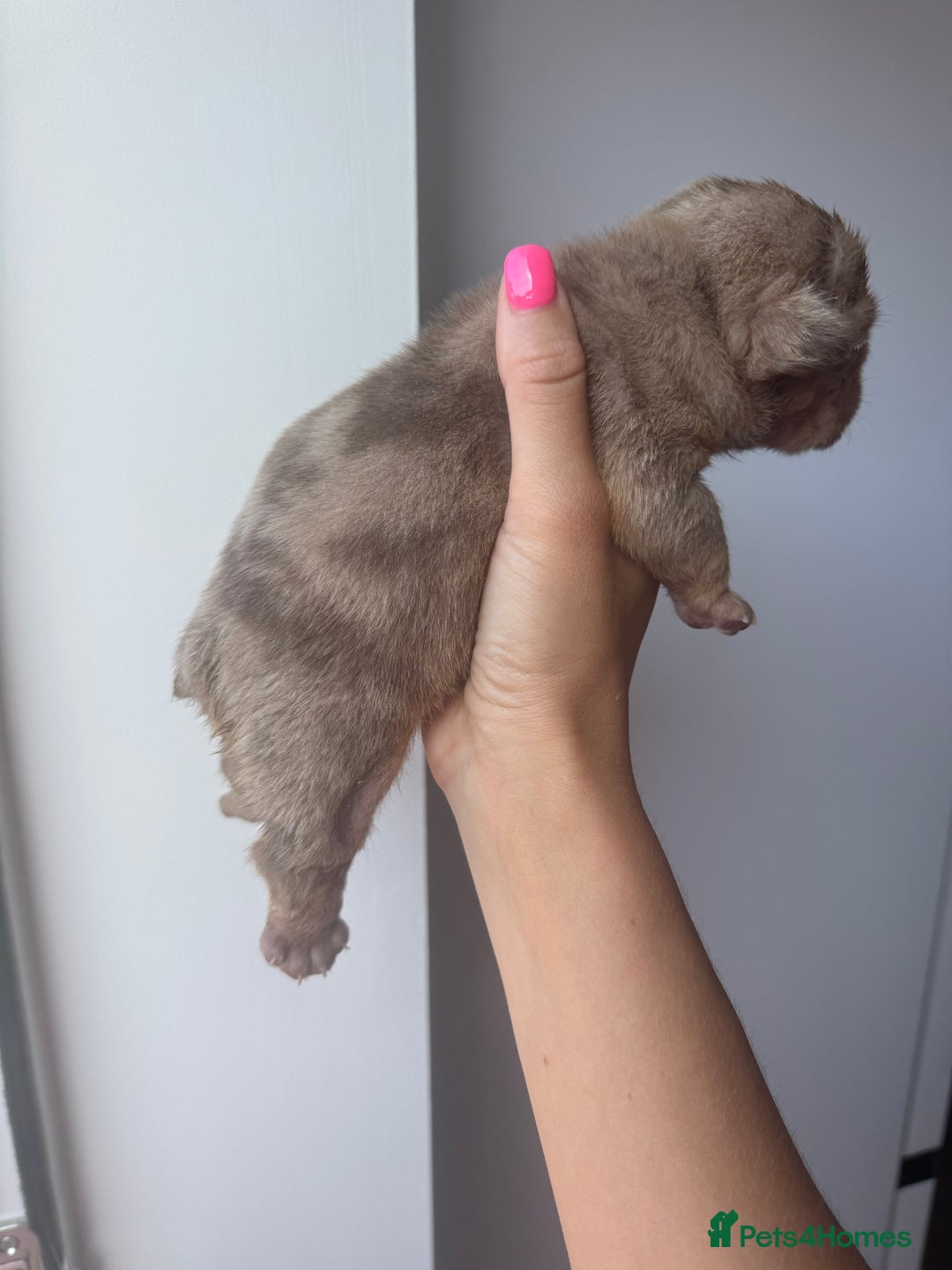 English Bulldog dogs for sale: Beautiful chunky English bulldogs - Image 4