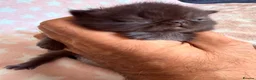 Persian cats for sale: Litter of Persian & Exotic Kittens Available  - Advert 9