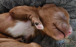 Cavapoo dogs for sale: Exceptional Quality F1 Cavapoos - Advert 8