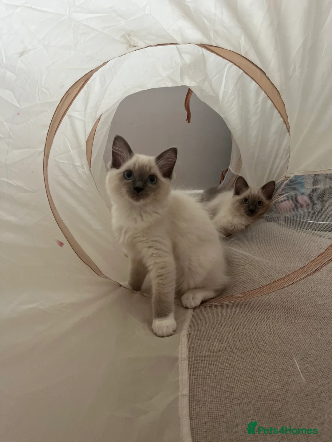 Ragdoll cats for sale: Ragdoll Kittens - Advert 2