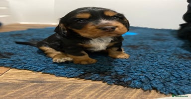 Cocker Spaniel dogs 2 super Black and Tan boy cocker spaniel puppies  - Advert 2