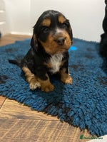 Cocker Spaniel dogs 2 super Black and Tan boy cocker spaniel puppies - Advert 2