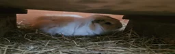 Guinea Pig rodents for sale: Beautiful sow needing a new partner and home  - Advert 5