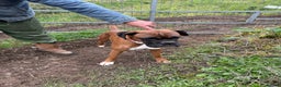 Boxer dogs for sale: Stunning KC registered bobtailed Boxer puppies - Advert 11