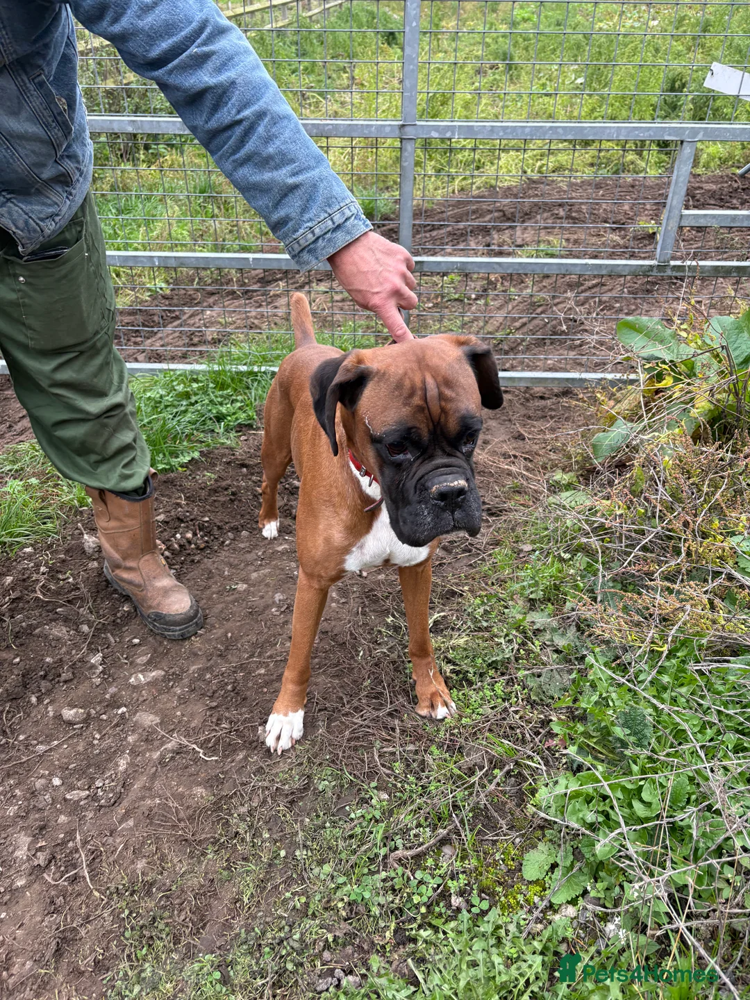 Boxer dogs for sale:  Stunning KC reg bobtailed boxers *1 girl left* - Advert 10