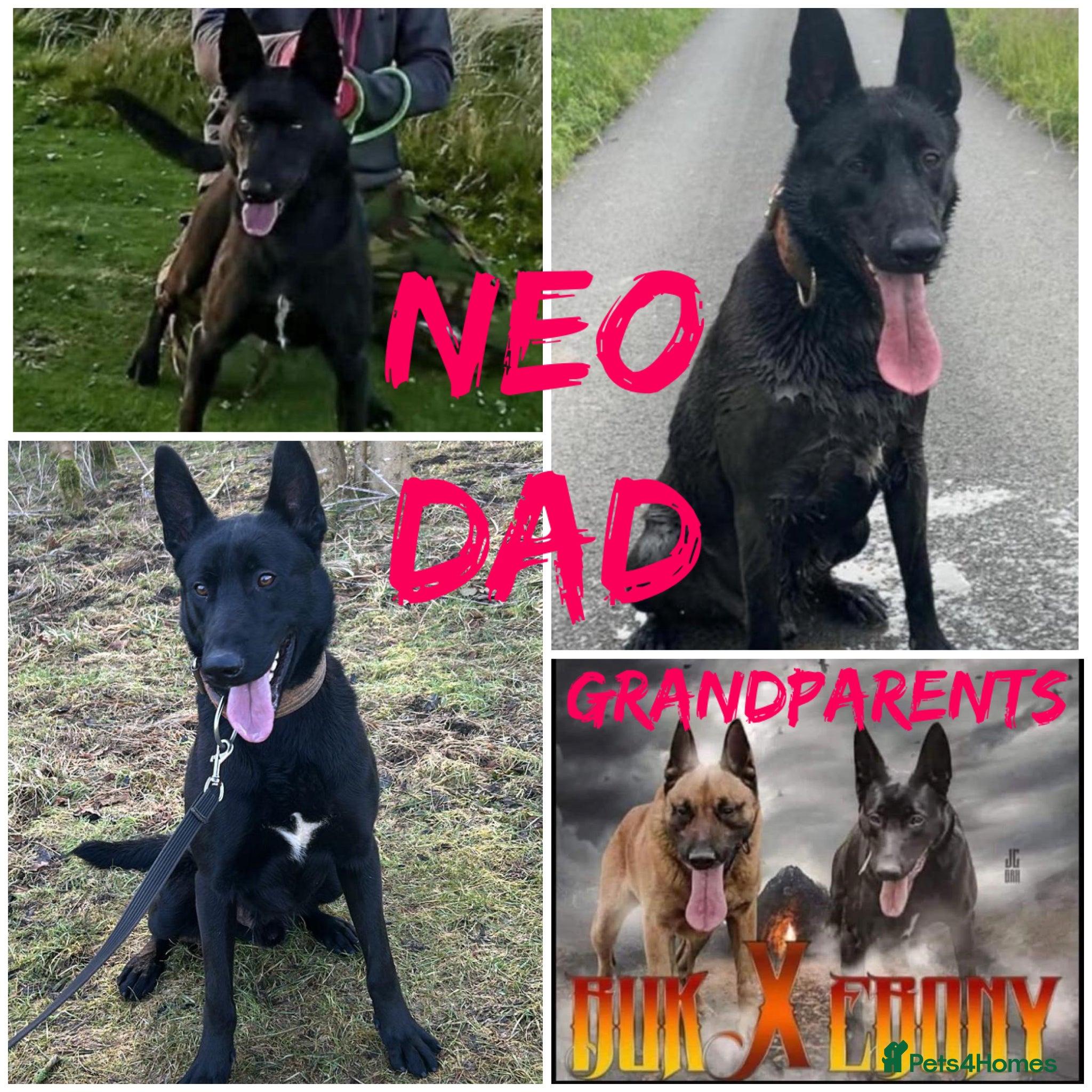 Belgian Shepherd Dog dogs for sale: Belgian Malinois puppies - Advert 3