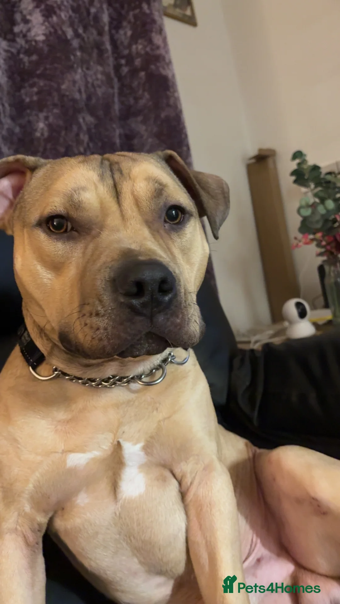 American Bully dogs for sale: Bailey  - Advert 5