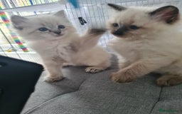 Ragdoll cats for sale: Ragdoll Kittens purebred  - Image 8