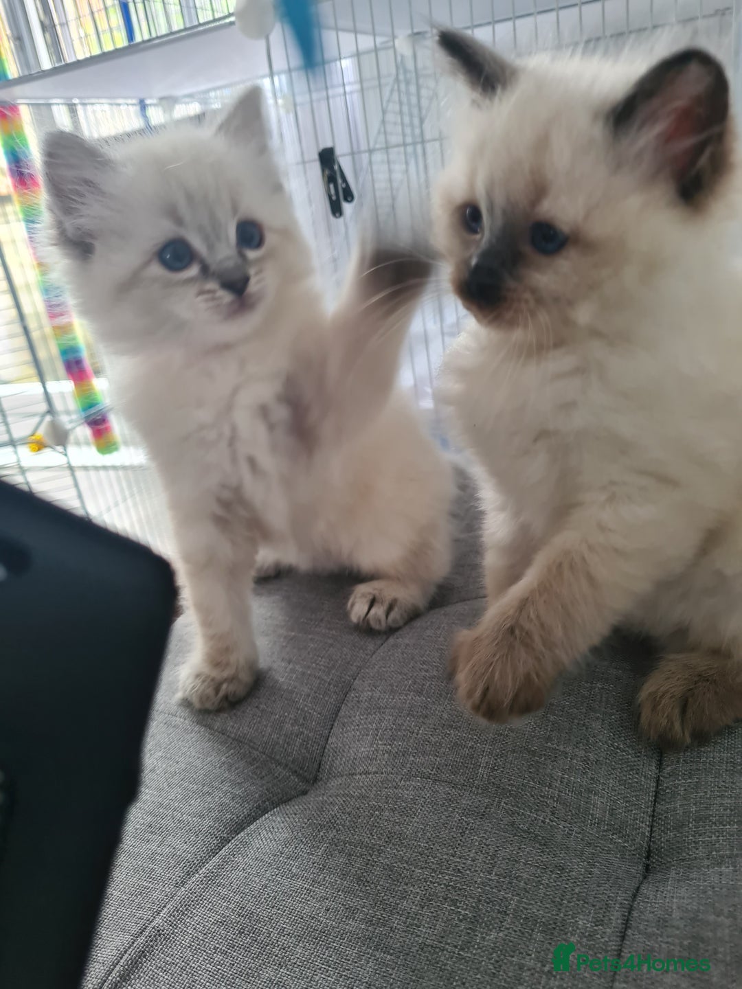Ragdoll cats for sale: Ragdoll Kittens purebred  - Image 8