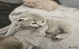 British Shorthair cats for sale: British Shorthair x Scottish Fold - Image 10