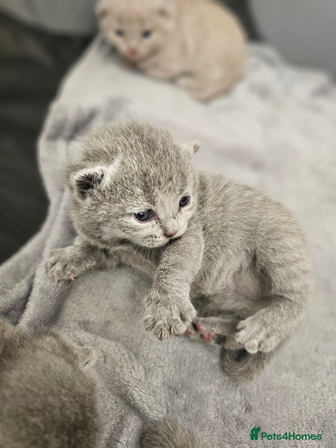 British Shorthair cats for sale: British Shorthair x Scottish Fold - Image 10