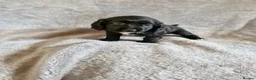 Cocker Spaniel dogs for sale: 3 beautiful cocker spaniel puppies  - Advert 25