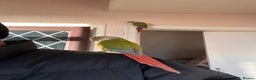 Conures birds for sale: Conures pair  - Advert 3