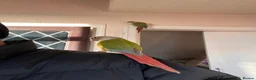 Conures birds for sale: Conures pair  - Advert 3