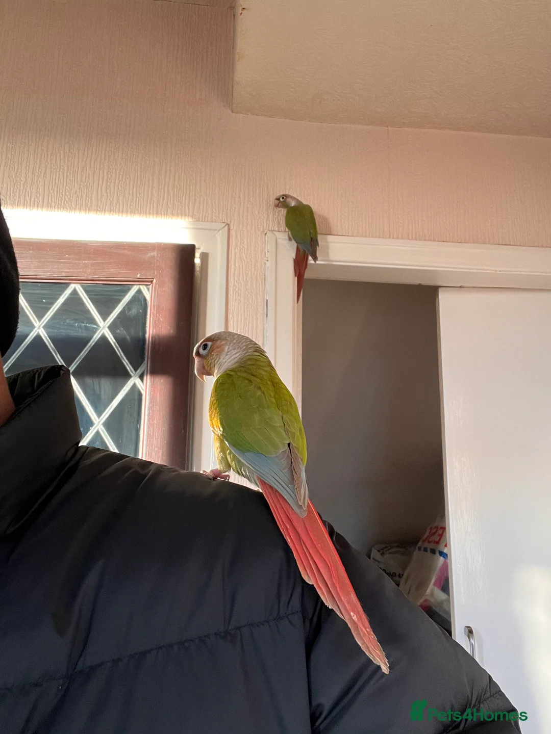 Conures birds for sale: Conures pair  - Advert 3