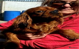 Cavalier King Charles Spaniel dogs for stud: Cavalier KC reg health tested proven stud  - Image 10