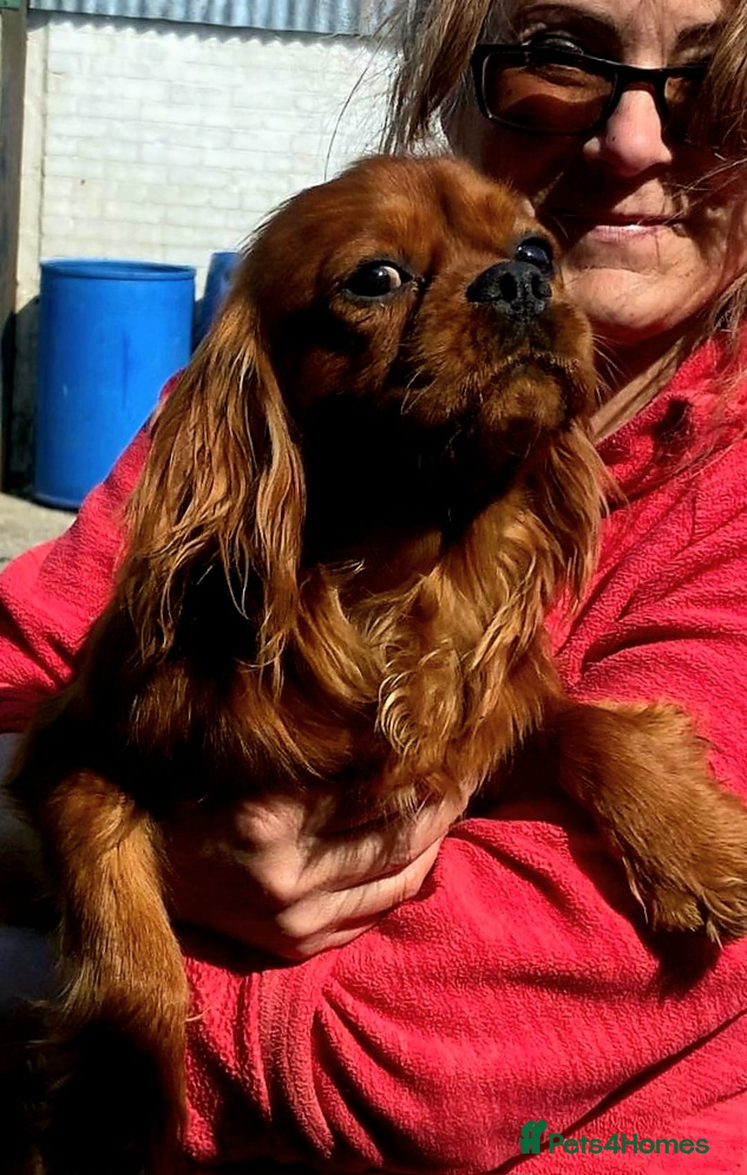 Cavalier King Charles Spaniel dogs for stud: Cavalier KC reg health tested proven stud  - Image 10