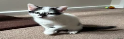 Mixed Breed cats for sale: Beautiful kittens for sale - Advert 2