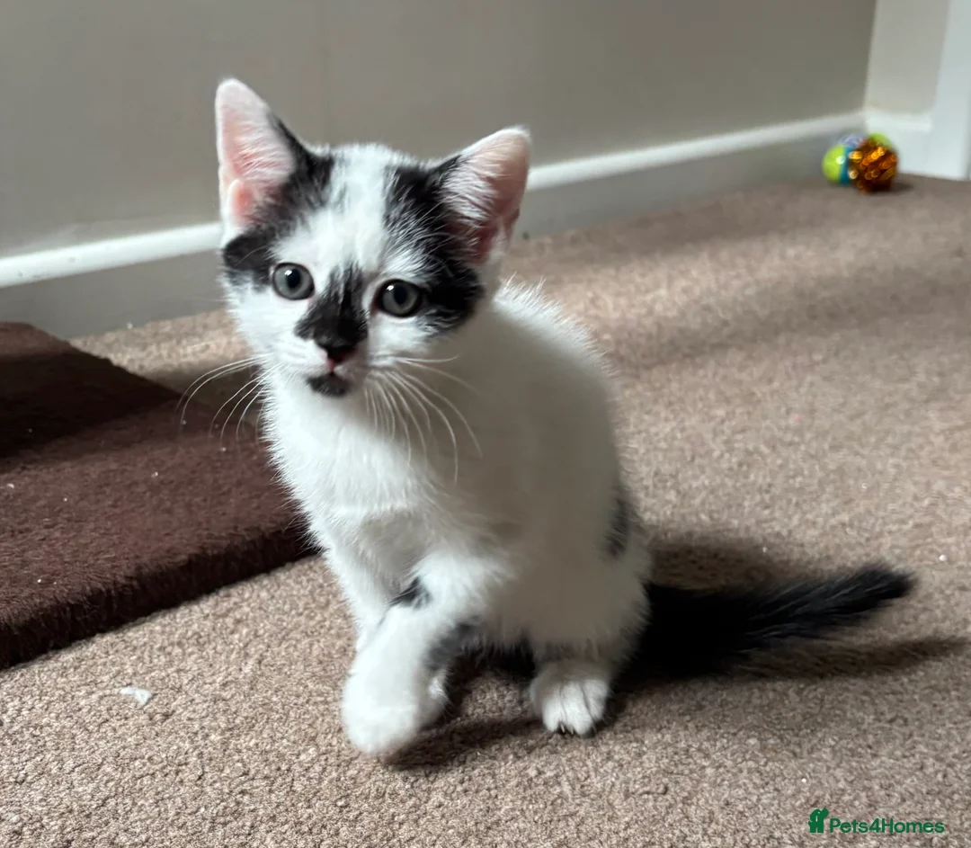 Mixed Breed cats for sale: Beautiful kittens for sale - Advert 2