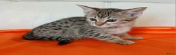 Savannah cats for sale: Highly spotted Savannah kittens  - Advert 4