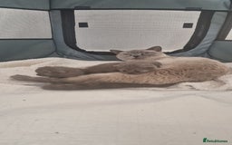 British Shorthair cats for sale: PEDIGREE BRITISH SHORTHAIR KITTENS - Image 3