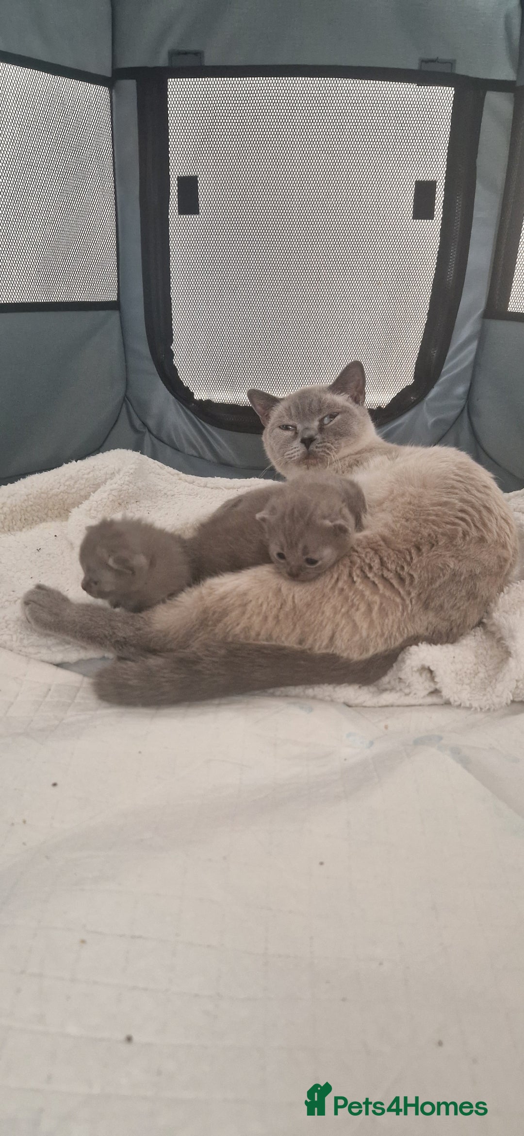 British Shorthair cats for sale: PEDIGREE BRITISH SHORTHAIR KITTENS - Image 3
