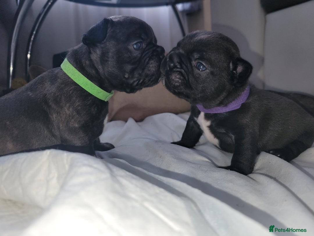 French Bulldog dogs for sale: 2 Girls and 4 Boys - Image 20