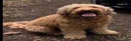 Goldendoodle dogs for sale: Multigenerational Goldendoodles Medium Licensed - Advert 16