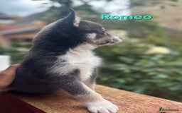 Pomsky dogs for sale: Ready now -Stunning F4 Pomskies, 6kg as adults  - Image 33