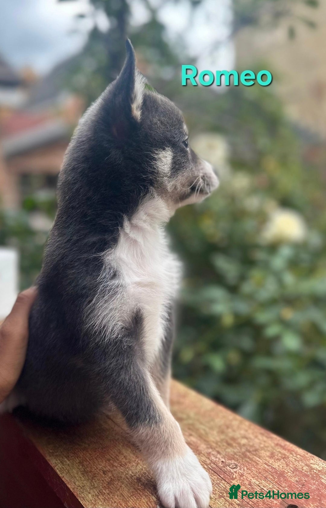 Pomsky dogs for sale: Ready now -Stunning F4 Pomskies, 6kg as adults  - Image 33