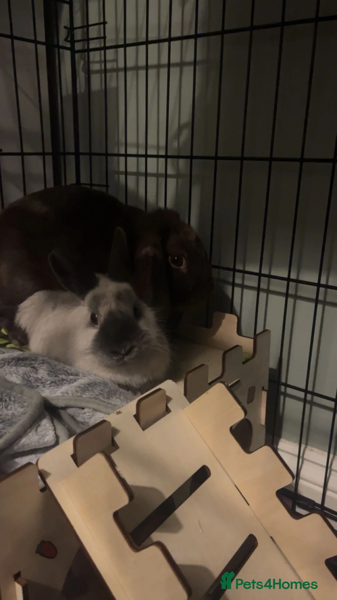 Mixed Breed rabbits for sale: 2 rabbits for adoption - Advert 1