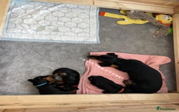 Miniature Dachshund dogs for sale: Miniature Dachshund Puppies   in Pontefract - Image 32