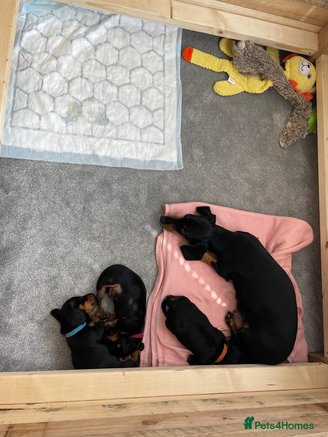 Miniature Dachshund dogs for sale: Miniature Dachshund Puppies   in Pontefract - Image 32