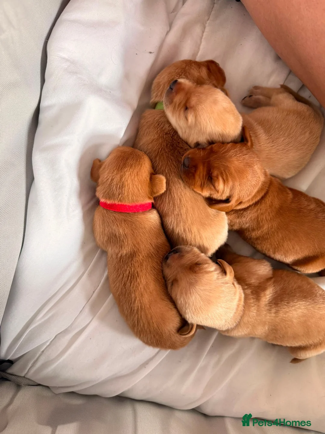 Labrador Retriever dogs for sale: Beautiful KC registered lab puppies for sale.  in Kelso - Advert 7