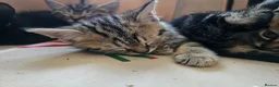 Mixed Breed cats for sale: Stunning Bombay Cross Kittens – Trained & Playful - Advert 4