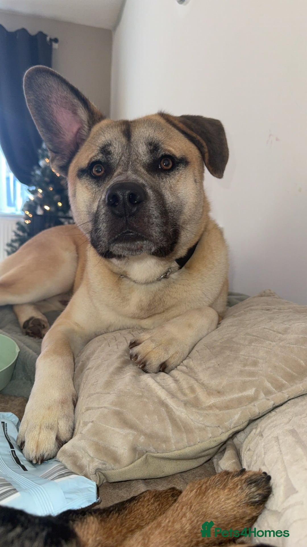 Mixed Breed dogs for sale: Husky cross to be rehomed - Advert 2