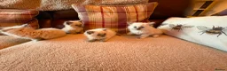 Ragdoll cats for sale: Beautiful Ragdol Kittens - Advert 7