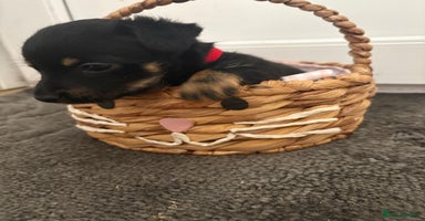 Mixed Breed dogs - Advert 7