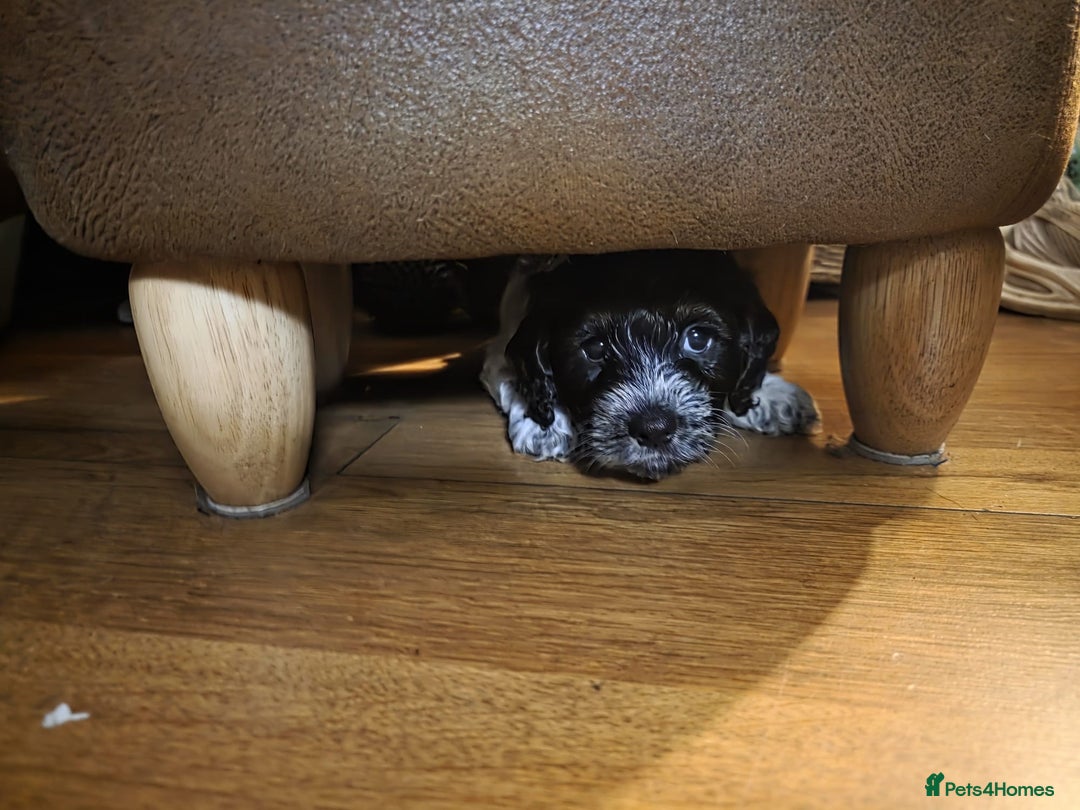 Cockapoo dogs for sale: Blue Roan F2 Female Cockapoo  - Advert 20