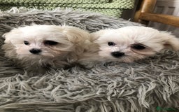 Maltese dogs for sale: Maltese puppies  - Image 3