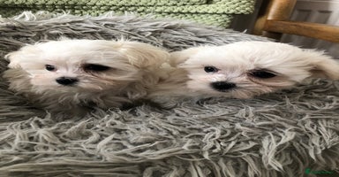 Maltese dogs - Advert 3