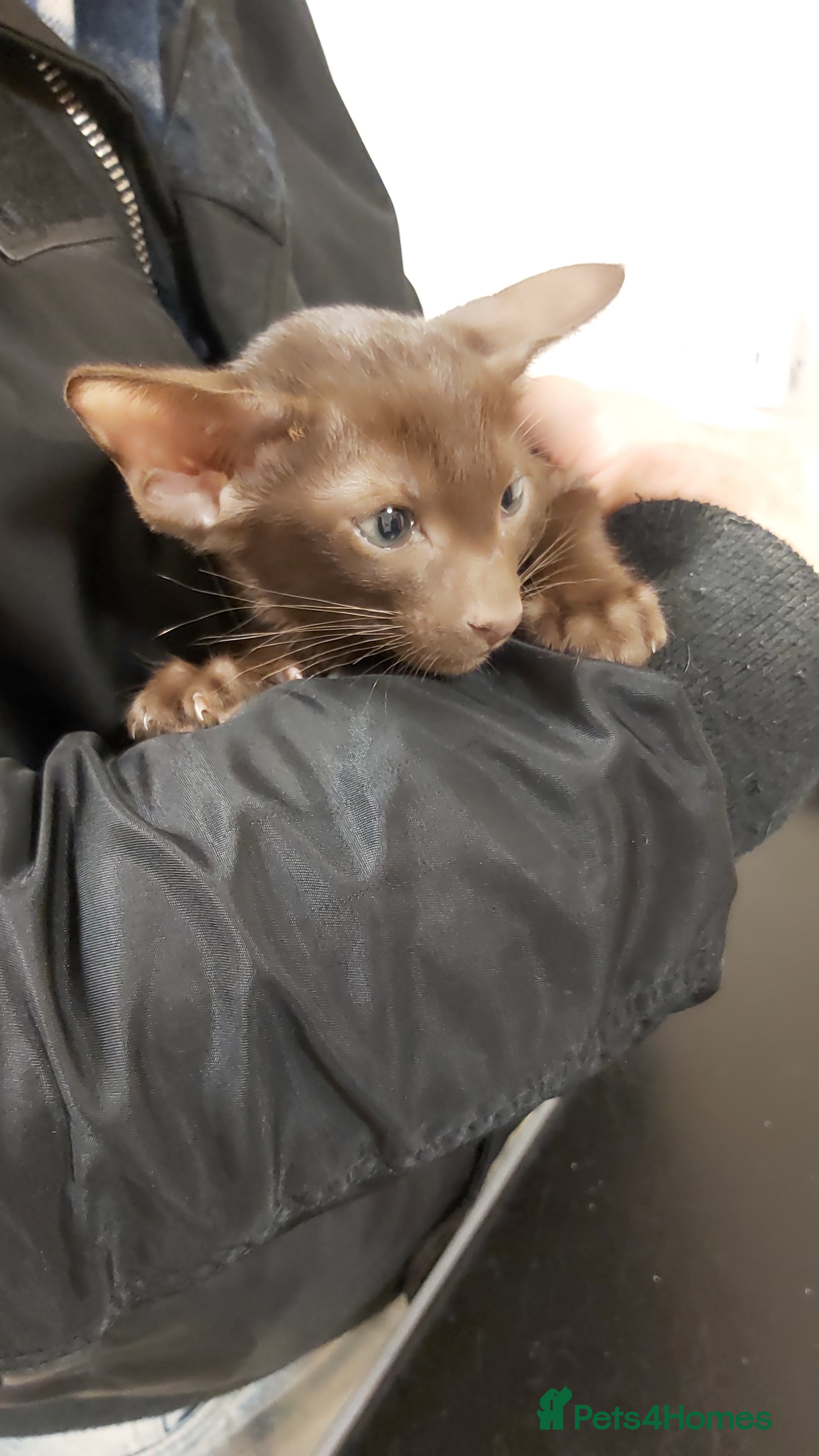 Oriental cats Full Pedigree Oriental 6 Kittens XL size ears GCCF - Advert 1