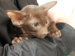 Oriental cats Full Pedigree Oriental 6 Kittens XL size ears GCCF - Advert 1