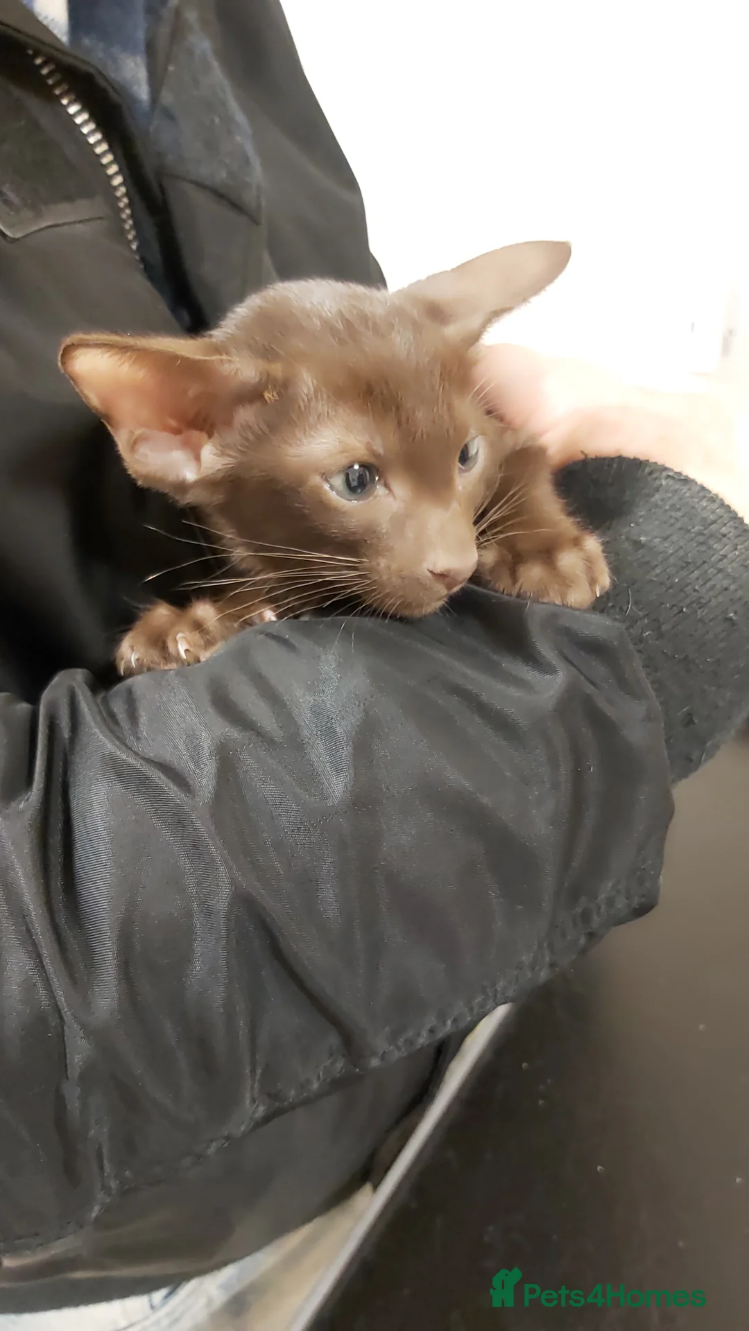 Oriental cats for sale: Full Pedigree Oriental 6 Kittens XL size ears GCCF - Advert 2