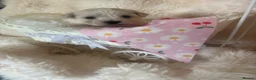 Mixed Breed dogs for sale: Maltese x coton de Tuléar beautiful puppies  - Advert 12