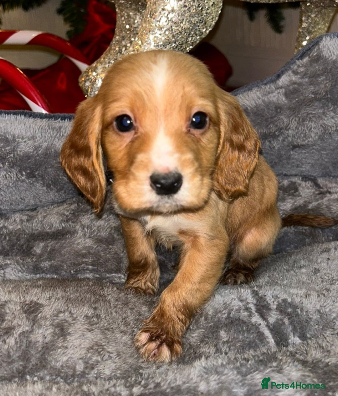 Cocker Spaniel dogs for sale: 6 beautiful cocker spaniel puppies  - Advert 20