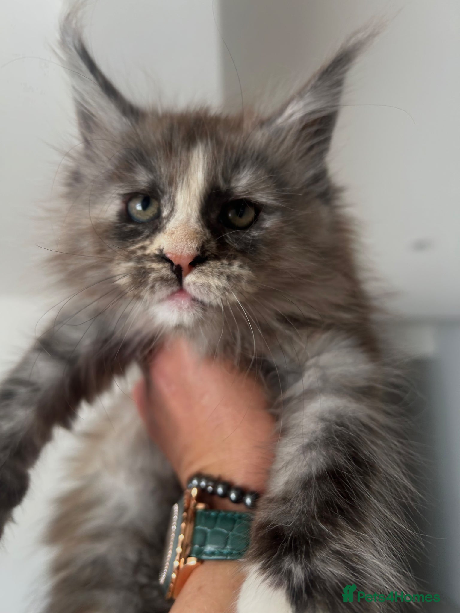 Maine Coon cats Maine Coon kittens Left 2 Girls and 1 Boy  - Advert 2