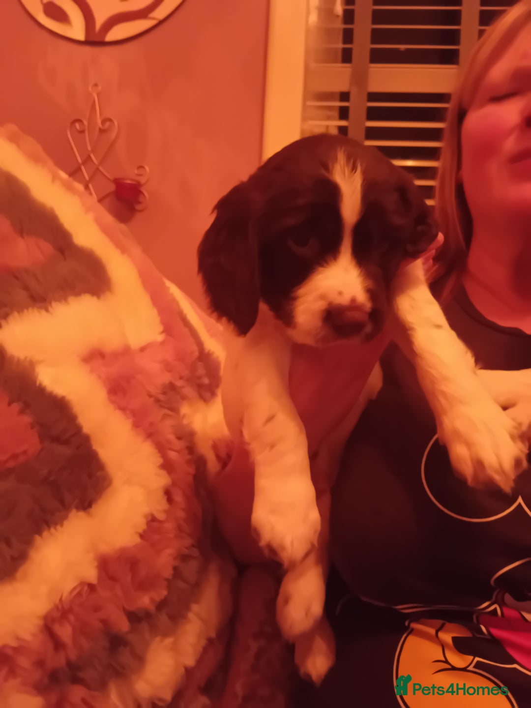 English Springer Spaniel dogs for sale: English Springer Spaniel  - Advert 7