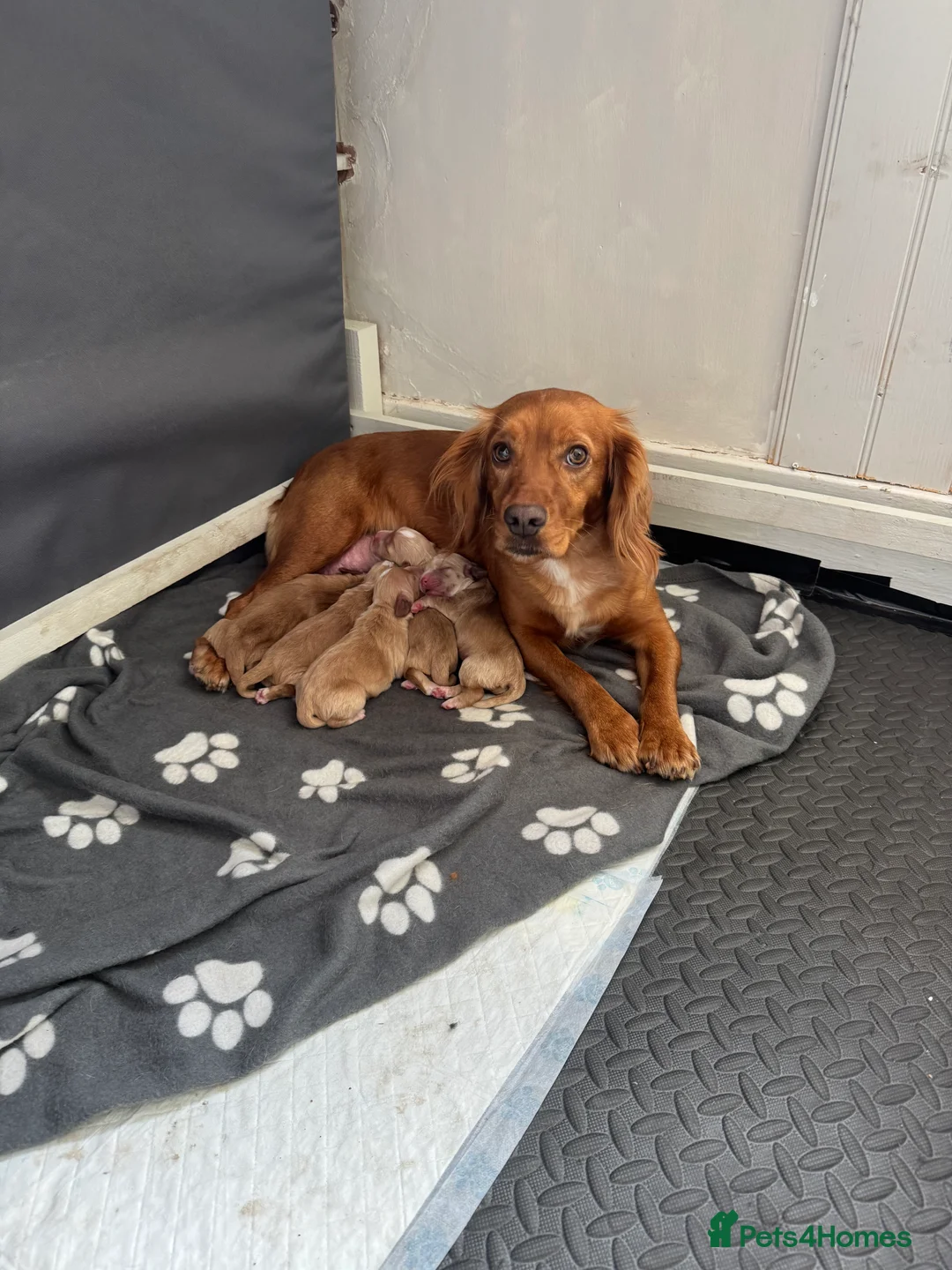 Cocker Spaniel dogs for sale: Kc working cocker spaniel pups in Workington - Advert 1