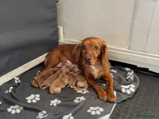 Cocker Spaniel dogs Kc working cocker spaniel pups - Advert 1